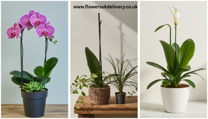 A flat lay of various Mother's Day gifts including flowers, chocolates, a candle, and a card