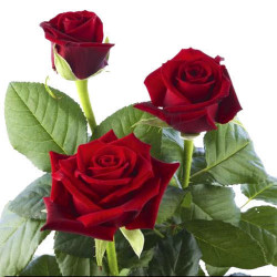 Bring Out All Speechless Emotions with Beauty of Rose Flowers