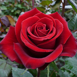 The Wonderful History Behind Red Roses