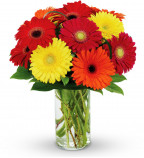 Send Gerberas Flowers UK