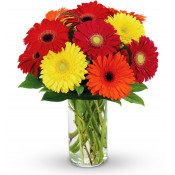 Send Gerberas Flowers UK
