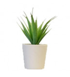 Send Plants Gifts UK