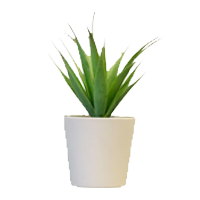Congratulations Plants