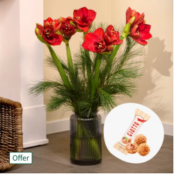 Amaryllis in a Bunch with 3 Ferrero Giotto (1 amaryllis)