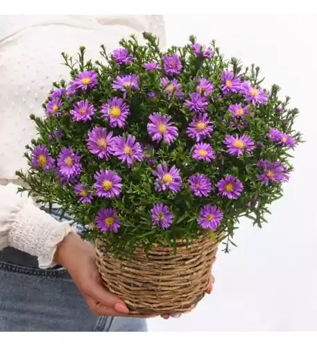 Cushion Aster in wicker basket