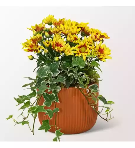 Colourful Autumn Ensemble in a Ceramic Pot