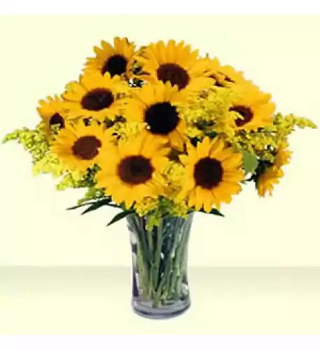 10 Sun Flowers