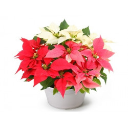 Poinsetia-Illumination-