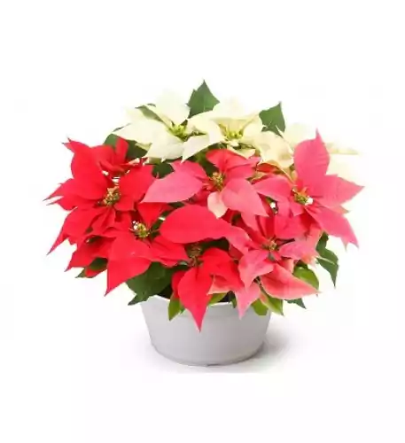 Poinsetia-Illumination-