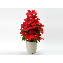Poinsettia tower