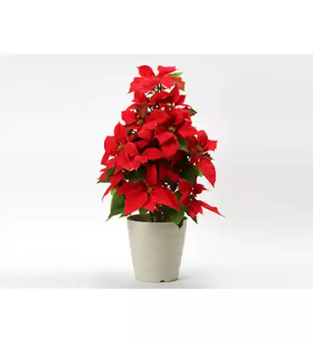 Poinsettia tower