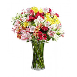 12 Colorful alstroemerias (Basic)