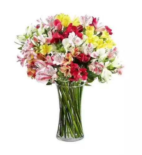 12 Colorful alstroemerias (Basic)