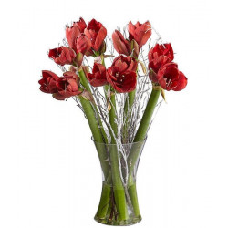 6 red Amaryllis | WITHOUT A VASE