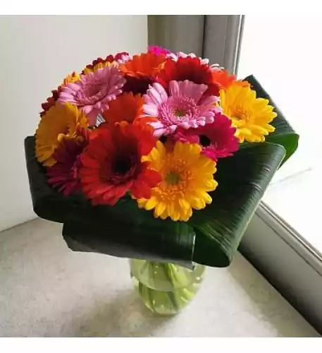 Gerbera Sunshine