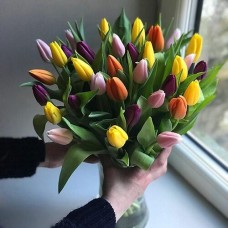 Mixed Tulips