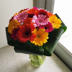 Gerbera Sunshine Gerbera Sunshine