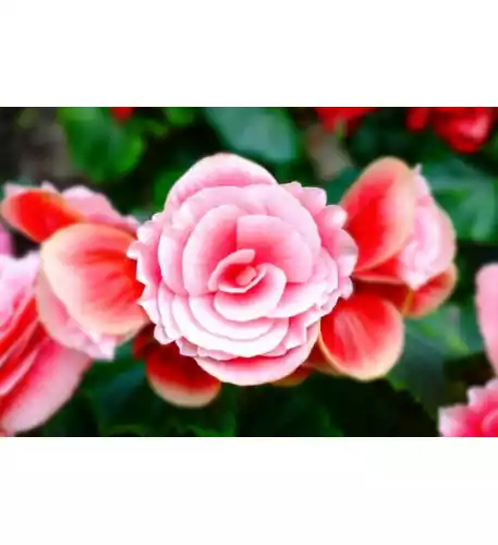 Stunning Red Roses
Stunning Red Roses