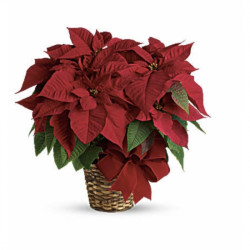 A RED POINSETTIA PLANT !