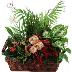 Basket Arrangement Of 4 To 5 Plants