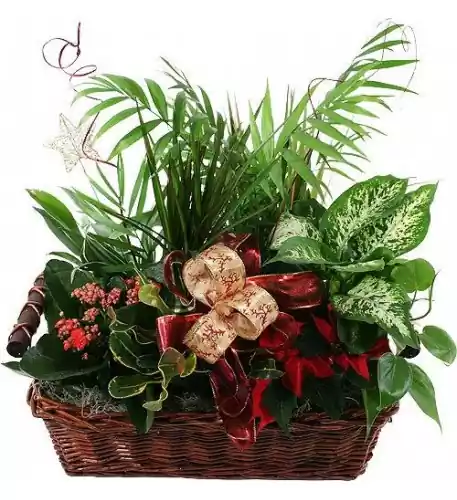 Basket Arrangement Of 4 To 5 Plants