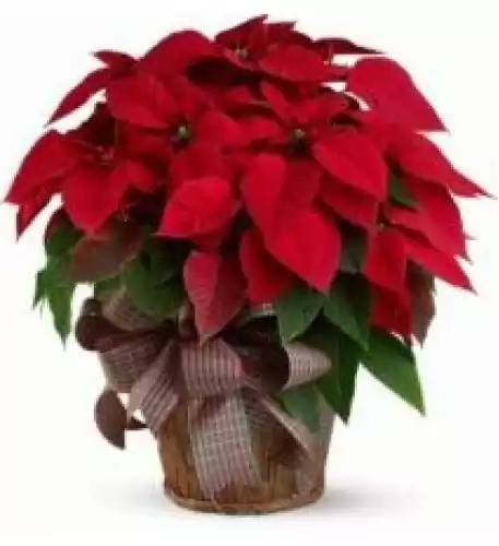 Twin Red Poinsettia Plant