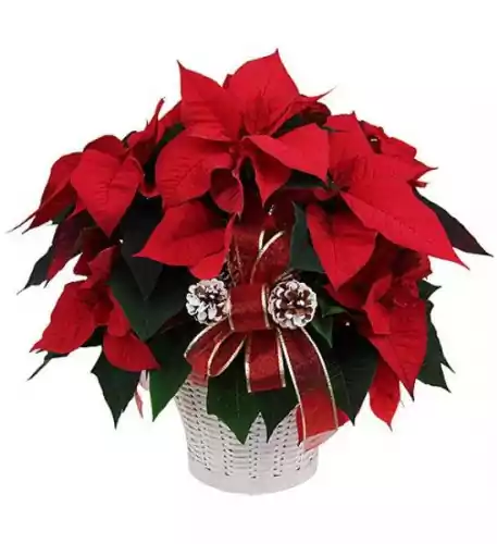 Potted Red Poinsettia Plant (large Size)