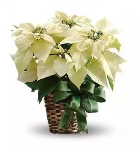 Potted White Poinsettia Plant (large Size)
