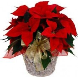 Classic Red Poinsettia