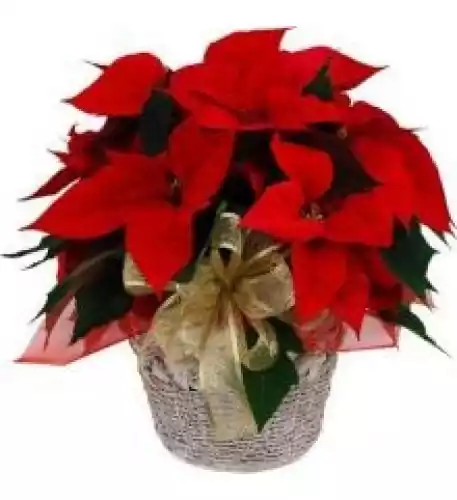Classic Red Poinsettia