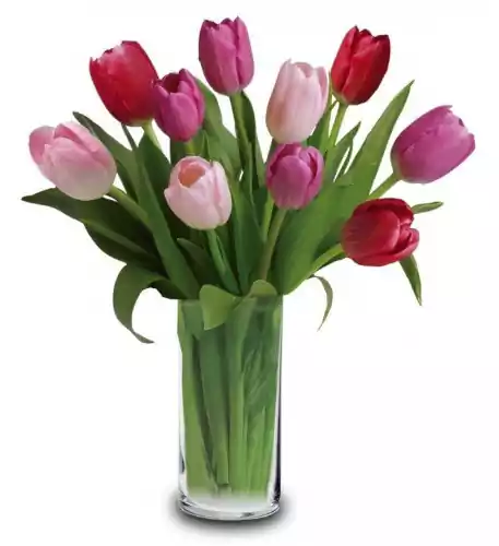 10 Mixed Tulips 10 Mixed Tulips