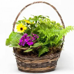 Blooming Plant Basket
