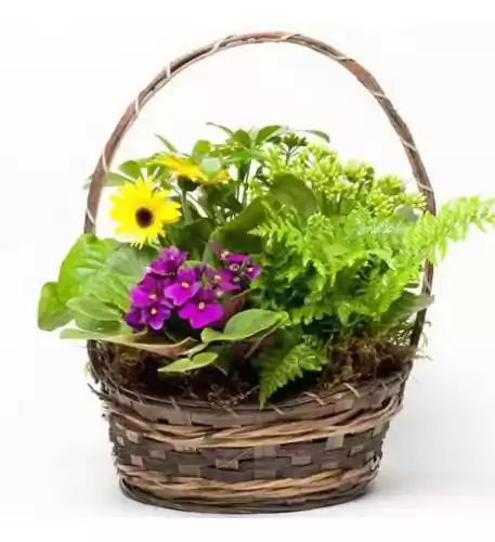 Blooming Plant Basket Blooming Plant Basket