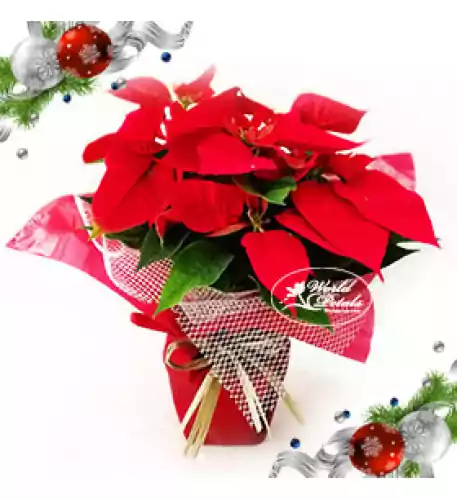 Poinsettia