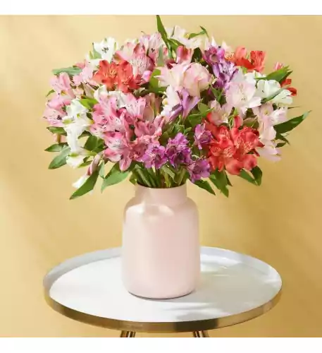 Amazing Alstroemeria