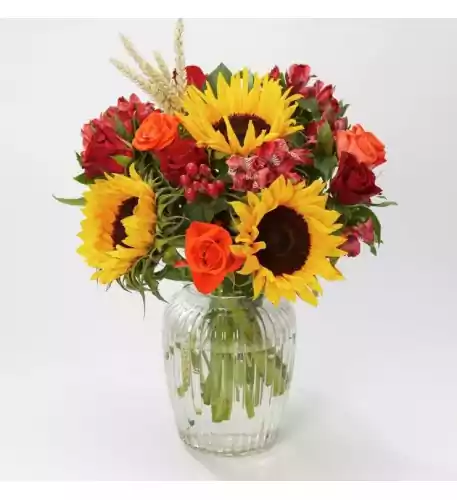 CHEERFUL ORANGE ROSE PLANT