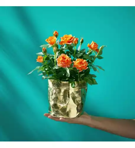 Cheerful Orange Rose Plant