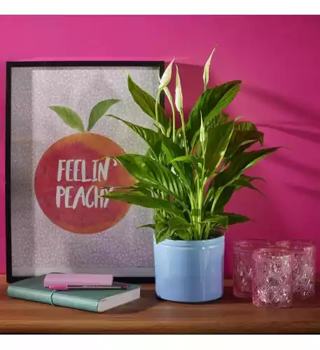 Serene Peace Lily Serene Peace Lily