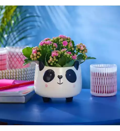 Flower Power Panda