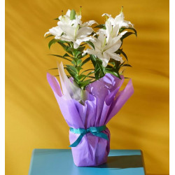GIFT WRAPPED ORIENTAL LILY