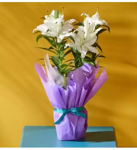 GIFT WRAPPED ORIENTAL LILY