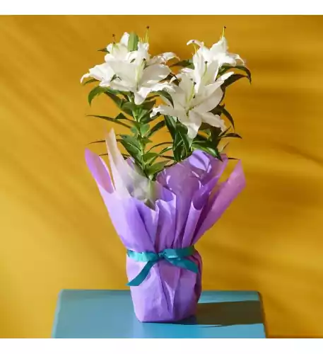 Gift Wrapped Oriental Lily Gift Wrapped Oriental Lily