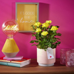 Birthday Yellow Rose Ceramic