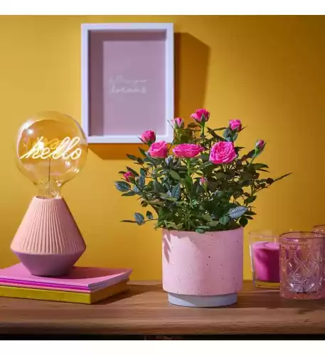 Pink Rose Ceramic