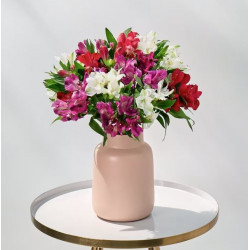 Amazing Alstroemeria