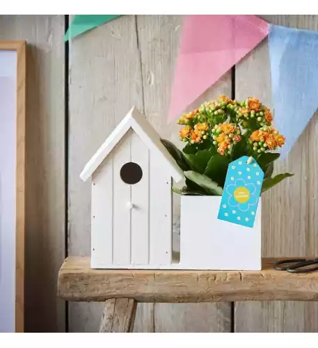 Little Bird House