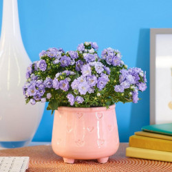 Caring Campanula Caring Campanula