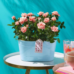 Blushing Beauty Planter