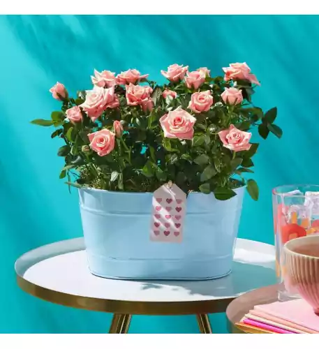 Blushing Beauty Planter