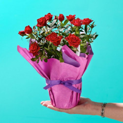 Pure Rose Romance